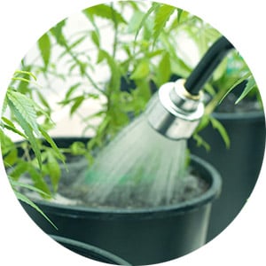 cannabis-Irrigation