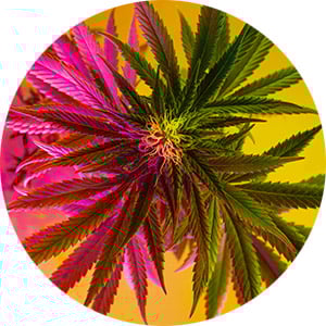 cannabis-lighting