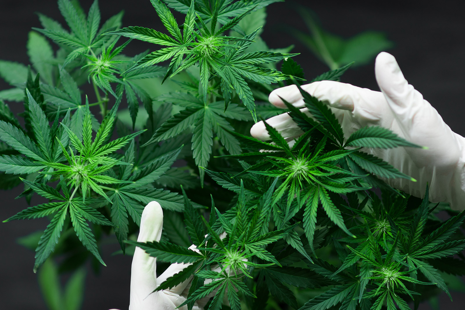 Smart-cannabis-facility-solutions-are-transforming-the-industry